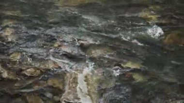 Yumurtlama Mevsimi, Balık Yumurtası. Dişiler ve erkekler yumurtanın döllenmesi, üreme. River Fish Breeding, Çiftleşme Sezonu. Gebelik, yeni bir hayatın doğuşu. Balık Nehri Taşı Suyu Grubu