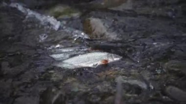 Spawning Season, Fish Lays Eggs. Females And Males Fertilization Of Eggs, Procreation. River Fish Breeding, Mating Season. Conception, Birth Of A New Life Survival. Group Of Fish River Stones Water