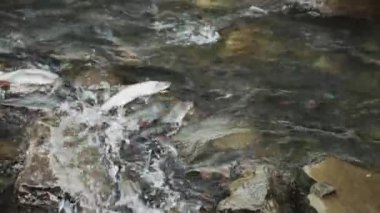 Yumurtlama Mevsimi, Balık Yumurtası. Dişiler ve erkekler yumurtanın döllenmesi, üreme. River Fish Breeding, Çiftleşme Sezonu. Gebelik, yeni bir hayatın doğuşu. Balık Nehri Taşı Suyu Grubu