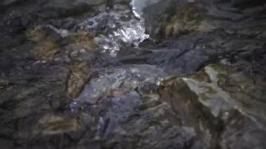 Spawning Season, Fish Lays Eggs. Females And Males Fertilization Of Eggs, Procreation. River Fish Breeding, Mating Season. Conception, Birth Of A New Life Survival. Group Of Fish River Stones Water