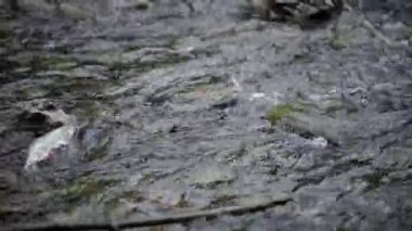 Spawning Season, Fish Lays Eggs. Females And Males Fertilization Of Eggs, Procreation. River Fish Breeding, Mating Season. Conception, Birth Of A New Life Survival. Group Of Fish River Stones Water