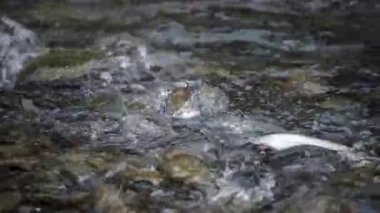 Spawning Season, Fish Lays Eggs. Females And Males Fertilization Of Eggs, Procreation. River Fish Breeding, Mating Season. Conception, Birth Of A New Life Survival. Group Of Fish River Stones Water