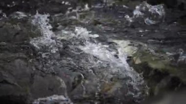 Spawning Season, Fish Lays Eggs. Females And Males Fertilization Of Eggs, Procreation. River Fish Breeding, Mating Season. Conception, Birth Of A New Life Survival. Group Of Fish River Stones Water