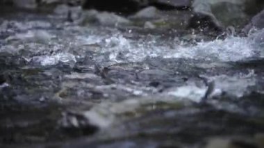 Spawning Season, Fish Lays Eggs. Females And Males Fertilization Of Eggs, Procreation. River Fish Breeding, Mating Season. Conception, Birth Of A New Life Survival. Group Of Fish River Stones Water