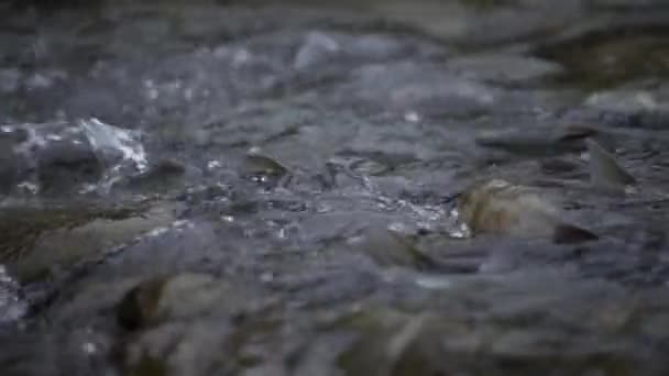 สปา ปลาวางไข เพศหญ งและเพศชาย การปฏ สนธ ของไข การสร การผสมพ ปลาแม — วีดีโอสต็อก