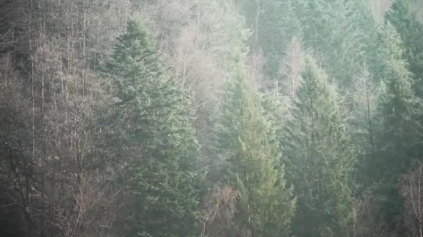 Заснеженные Деревья Фоне Горных Вершин Спокойный Мирный Зимний Пейзаж Зелёная — стоковое видео