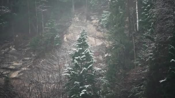 山の峰の背景に雪に覆われた木 穏やかな平和的な霧の冬の風景 緑の火霜天気 — ストック動画