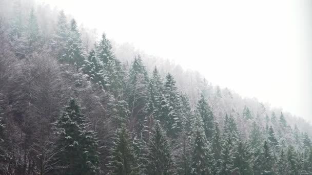 Snow Covered Trees Backdrop Mountain Peaks Serene Peaceful Misty Winter lizenzfreies Stockvideo