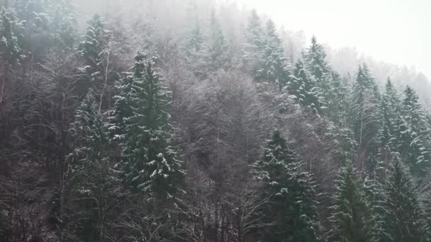 Árboles Cubiertos Nieve Contra Telón Fondo Los Picos Montaña Paisaje — Vídeo de stock