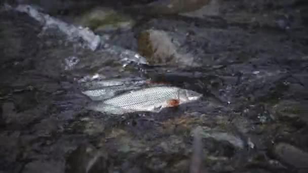 해바라기 물고기가 낳는다 수컷은 수정하고 번식한다 강수의 새로운 생명의 물고기 — 비디오