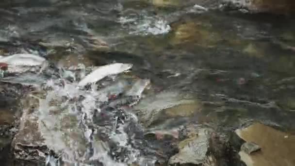 生鱼片 生鱼片 雌雄同体的卵子受精 河鱼繁育 交配季节 一个新生命存在的概念 鱼河石水群 — 图库视频影像