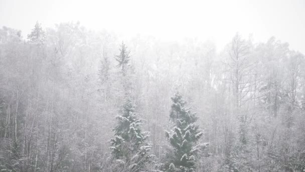 Snow Covered Trees Backdrop Mountain Peaks Serene Peaceful Misty Winter — Vídeo de Stock