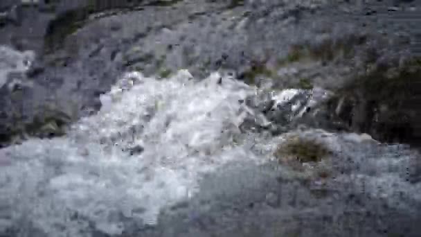 Yumurtlama Mevsimi Balık Yumurtası Dişiler Erkekler Yumurtanın Döllenmesi Üreme River — Stok video