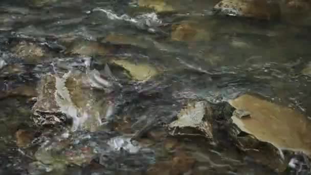 産卵期 魚は卵を産む 卵の女性と男性の受精 プロクリエーション 川魚繁殖 繁殖期 新しい生命生存の誕生 魚川の石水のグループ — ストック動画