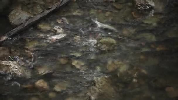 Yumurtlama Mevsimi Balık Yumurtası Dişiler Erkekler Yumurtanın Döllenmesi Üreme River — Stok video