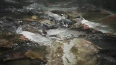 Spawning Season, Fish Lays Eggs. Females And Males Fertilization Of Eggs, Procreation. River Fish Breeding, Mating Season. Conception, Birth Of A New Life Survival. Group Of Fish River Stones Water