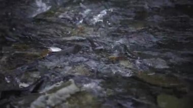 Spawning Season, Fish Lays Eggs. Females And Males Fertilization Of Eggs, Procreation. River Fish Breeding, Mating Season. Conception, Birth Of A New Life Survival. Group Of Fish River Stones Water
