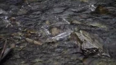 Spawning Season, Fish Lays Eggs. Females And Males Fertilization Of Eggs, Procreation. River Fish Breeding, Mating Season. Conception, Birth Of A New Life Survival. Group Of Fish River Stones Water