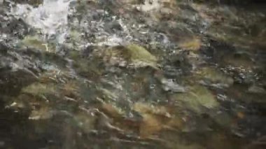 Spawning Season, Fish Lays Eggs. Females And Males Fertilization Of Eggs, Procreation. River Fish Breeding, Mating Season. Conception, Birth Of A New Life Survival. Group Of Fish River Stones Water