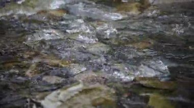 Spawning Season, Fish Lays Eggs. Females And Males Fertilization Of Eggs, Procreation. River Fish Breeding, Mating Season. Conception, Birth Of A New Life Survival. Group Of Fish River Stones Water