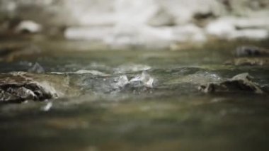 Spawning Season, Fish Lays Eggs. Females And Males Fertilization Of Eggs, Procreation. River Fish Breeding, Mating Season. Conception, Birth Of A New Life Survival. Group Of Fish River Stones Water