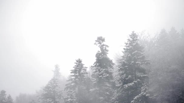 Snow Covered Trees Backdrop Mountain Peaks Serene Peaceful Misty Winter — Video
