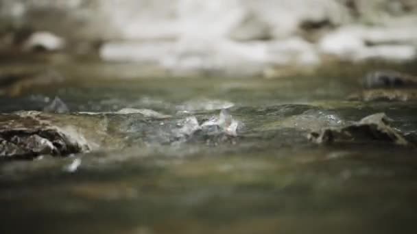 生鱼片 生鱼片 雌雄同体的卵子受精 河鱼繁育 交配季节 一个新生命存在的概念 鱼河石水群 — 图库视频影像