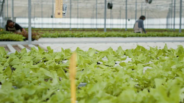 Closeup Alface Verde Sendo Cultivada Estufa Com Diversas Pessoas Inspecionando — Fotografia de Stock