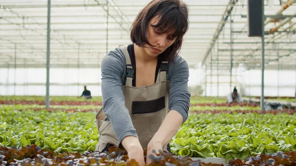 온실에서 양상추 식물을 관리하는 여성은 수확하기 농작물의 손상된 식물을 건강에 — 스톡 사진