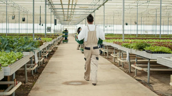 View from the back of african american woman greeting coworkers while holding crate with bio vegetables in organic farm. Greenhouse worker carrying harvested lettuce in hydroponic enviroment.