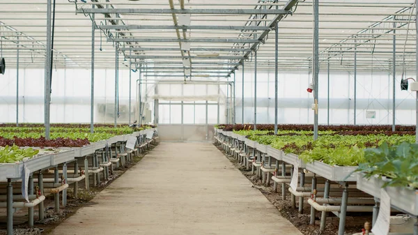 Zoom in on empty greenhouse covered with transparent film with rows of colorful mixed lettuce types and organic vegetables. Nobody in hydroponic enviroment for growing healthy bio crops.