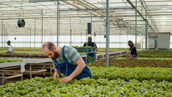 白人拾荒者在非洲裔美国人的推动下 将有机绿色生菜装板条箱放在架子上 准备运往温室 在没有杀虫剂的情况下种植蔬菜的温室工人 — 图库照片