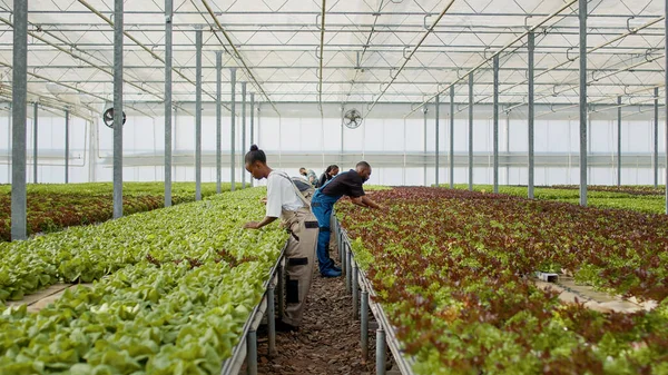 Pessoas Diversas Que Trabalham Casa Vegetação Costas Para Trás Entre — Fotografia de Stock