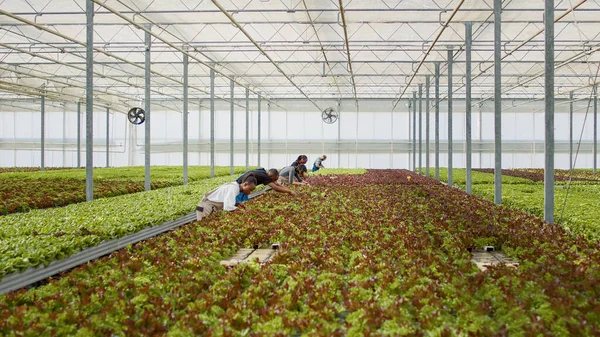 Diversas Pessoas Trabalhando Estufa Recolhendo Alface Microgreens Inspecionando Plantas Para — Fotografia de Stock