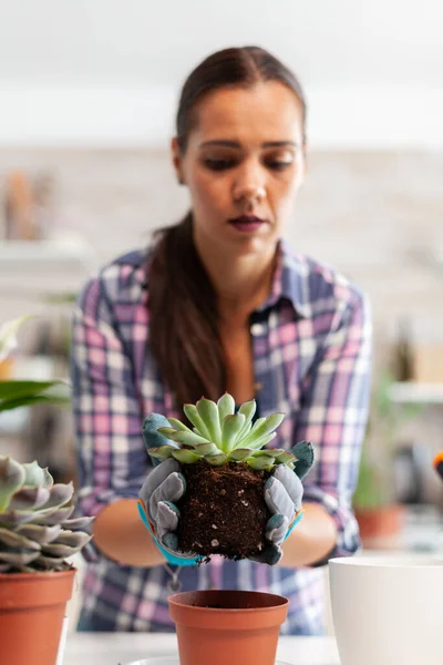 一个快乐的女人抱着肉质植物坐在厨房桌子上的画像 妇女使用铲子 土壤和花卉装饰房屋 在陶瓷盆中重新种植花卉 — 图库照片