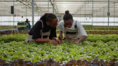 İki Afro-Amerikalı kadın marulu incelemeye hazır ve serada kalite kontrolü yapan yapraklara bakıyor. Organik ürünler yetiştiren tarım işçileri zararlı ya da zararlı şeyler arıyorlar..
