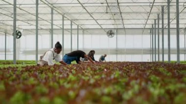 Marul toplayıcıları serada çalışıyor, marul hasat ediyor, kalite kontrol yapıyor, hasarlı yaprakları ve fideleri temizliyor. Teslimattan önce hidrofonik ortamda vegan gıda yetiştiren organik tarım işçileri.