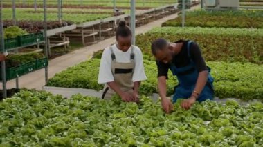 İki Afro-Amerikan organik sebze toplayıcısı marul toplayıp serada mahsul kalitesinden bahsediyorlar. Erkek ve kadın serada tarımda çalışıyor. Biyolojik ürünleri hasat ediyorlar..