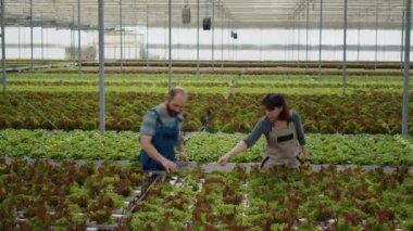 Man and woman working cultivating salad in hydroponic enviroment gathering bio green lettuce and vegetables. Caucasian couple working in hot greenhouse with organics crops inspecting leaves.