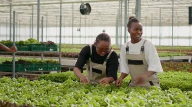 İki Afro-Amerikalı kadın serada hasar aramak için organik marul bitkileri için kaliteli teftiş yaparken konuşuyor. Hidroponik çevrede salata ve sebze yetiştiren tarım işçileri..