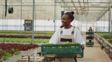 African american organic farm worker walking and smiling while holding lettuce crate and saying hello to greenhouse picker. Happy woman working in hydroponic enviroment preparing vegan food delivery.