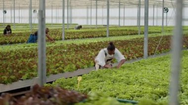 Woman working in hothouse doing inspection looking for unhealthy seedlings in greenhouse for best crop quality. African american farmer taking care of lettuce plants removing damaged plants.