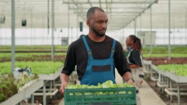 Profesyonel çiftlik işçisi elinde taze marulla yürürken toplayıcılar online siparişler için teslimat hazırlıyor. Serada yetişen biyo salatalı organik gıda yetiştiricisi..