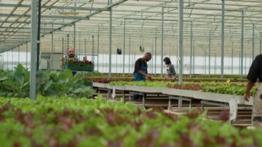 Kafkas tarım işçisi farklı organik marul çeşitleriyle rafları itiyor ve seradaki Afrikalı Amerikalı kadına merhaba diyor. Sebze toplayıcısı yerel işletmelere biyolojik sebze teslimatı hazırlıyor..