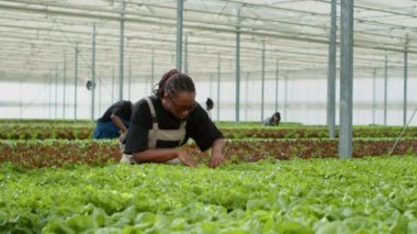 African american agricultural worker harvesting organic lettuce checking for pests in hydroponic enviroment. Woman working in vegetables farm inspecting plants doing quality control in greenhouse.