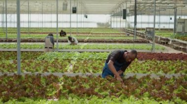 Afro-amerikan adam serada çalışıyor marul bitkilerini denetliyor hasattan önce yüksek kalitede mi diye kontrol ediyor. Hidroponik çevrede çeşitli tarım işçileri biyolojik sebzeler için haşere kontrolü yapıyorlar..