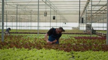 Afrika kökenli Amerikalı çiftçiler, hasat öncesi marul bitkilerini tarıyorlar. Hidrofonik çevredeki çeşitli işçiler en iyi üretkenlik için organik ürünlerle ilgileniyorlar..