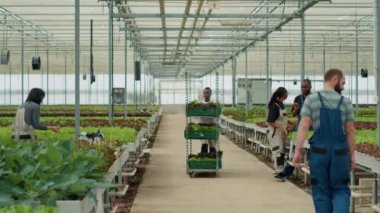 Afro-Amerikan işçiler farklı türde marullarla rafları iterken çeşitli sera toplayıcıları selamlaşıp el hareketi yapıyorlar. Gülümseyen kadın küçük işletmelere teslimat hazırlıyor..