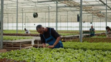 Afro-Amerikan çiftlik toplayıcısı taze yeşil marul topluyor. Serada teslimat için bir kadın tarafından rafa kaldırılıyor. Tarım işçisi, böcek ilacı kullanmadan yetiştirilen organik biyolojik sebzeleri topluyor..