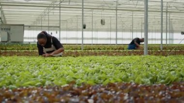 Afrika kökenli Amerikalı bir kadın seradaki yeşil yapraklara bakarak hidrofonik ortamda kalite kontrolü yapıyor. Organik marul yetiştiren tarım işçisi haşereleri kontrol ediyor..